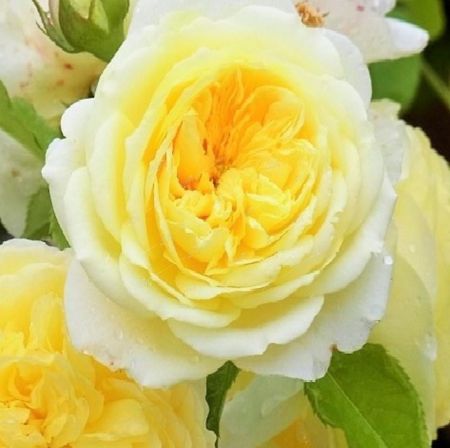 Роза столепестковая Альберта, коробка 1шт (двухлетка) Алтай