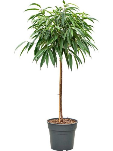 Фикус биннендийка Али Кинг на штамбе Ficus binnendijki Alii King on stem 110/27