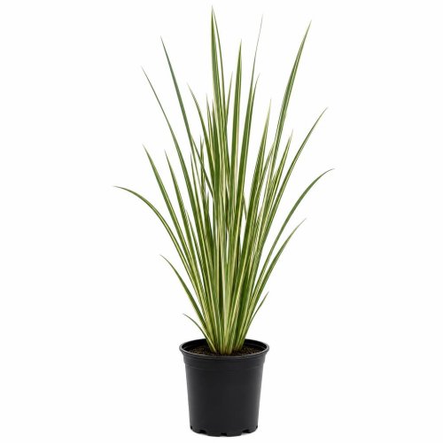 Рогоз белополосый Typha latifolia Variegata