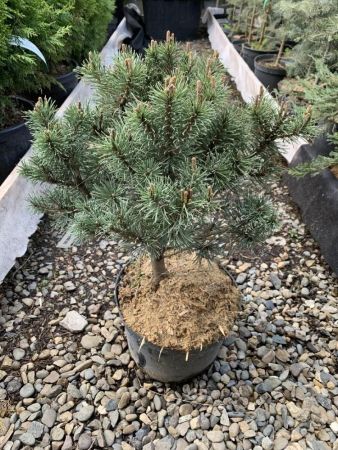 Сосна горная Мопс Pinus mugo Mops 5л (H)