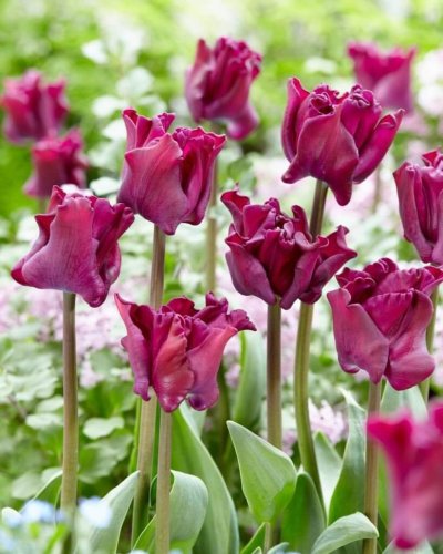 Тюльпан Кроун оф Негрита Tulip Crown of Negrita 11/12 7шт 