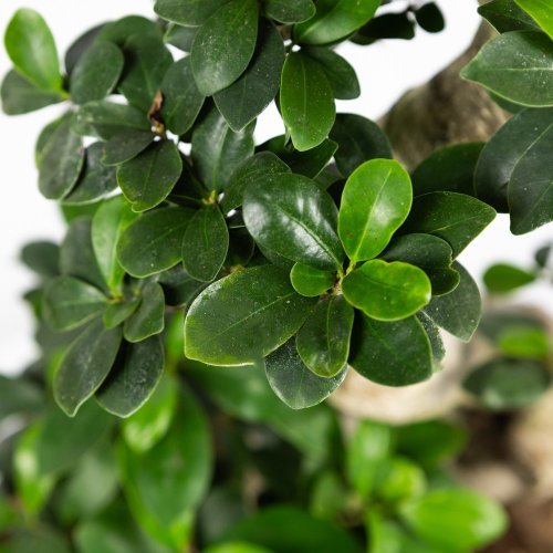 Фикус гинсенг S-образный Ficus ginseng S-type 90/32 (Н)