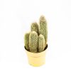 Кактус микс Cactus mix 25/17