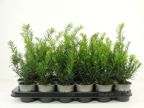 Тис средний Taxus media Farmen р9 (Н)
