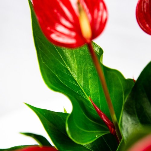 Антуриум Андре Лилли микс Anthurium andraeanum Lilli mix 30/9 (Н)