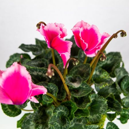 Цикламен персидский микс Cyclamen persicum mix р15