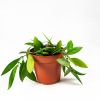 Хойя Hoya Carnosa Gracilis 20/12 (Н)