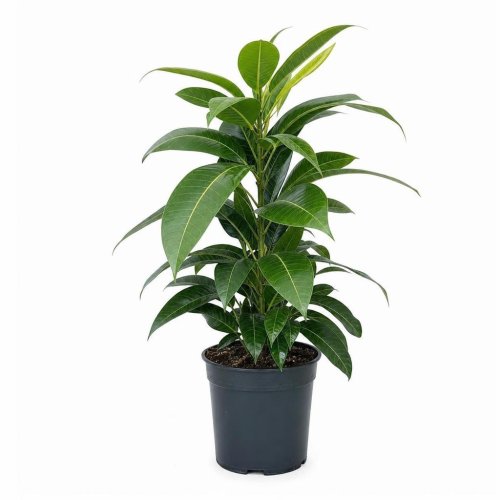 Фикус Манго Лиф Ficus Mango Leaf с1 55-60см