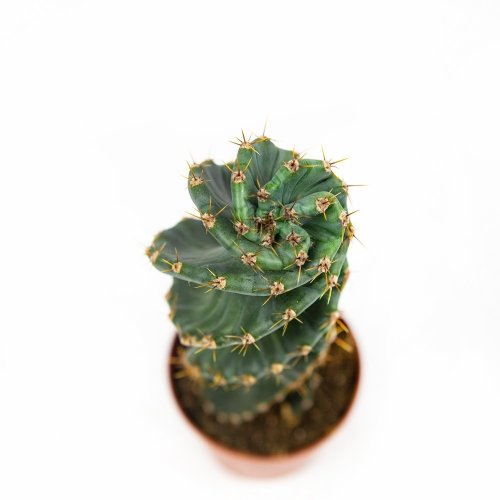 Кактус Cereus Peruvianus Tortuosus 28/10,5 (Н)