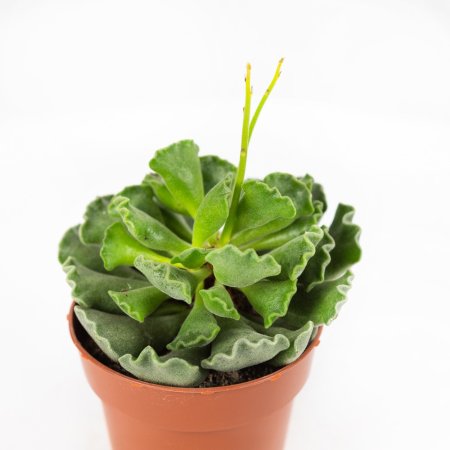 Адромискус Adromischus Cristatus  15/8,5 (Н)