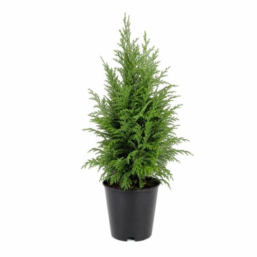 Кипарисовик горохоплодный Chamaecyparis pisifera Boulevard с2