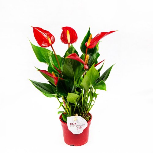 Антуриум Андре Лилли микс Anthurium andraeanum Lilli mix 30/9 (Н)