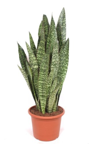Сансевиерия Джибоя Sansevieria Jiboia 140/35 (Н)