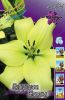 Лилия Геррит Залм Lilium Gerrit Zalm 12/14 2шт, капер, Колорлайн ...