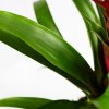 Гузмания Хоуп Guzmania Hope 40/12