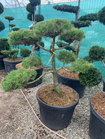 Сосна обыкновенная бонсай 300/350 Pinus sylvestris 1000л (И)