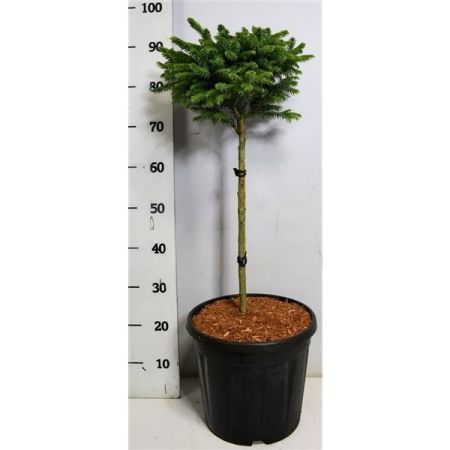 Ель сербская Нана штамб 90см Picea omorika Nana 15л (Н)