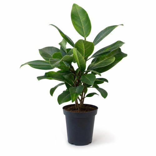 Фикус биннендийка Амстел Кинг Ficus binnendijki Amstel King р15