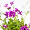 Арабис Spring Charm р17