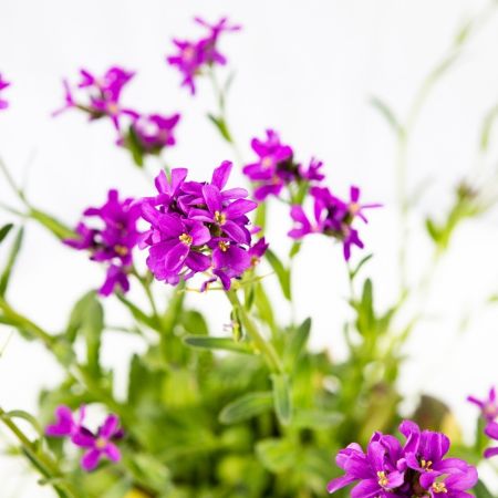 Арабис Spring Charm р17