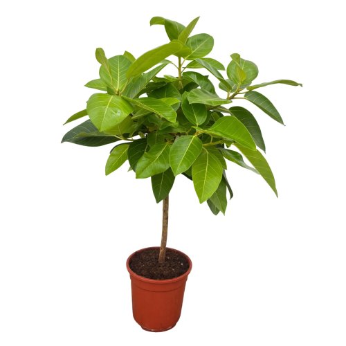 Фикус высочайший на штамбе Ficus altissima on stem 100/21 (Н)