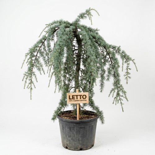 Кедр атласский с18/20 100/125 Cedrus atlantica Glauca (И)