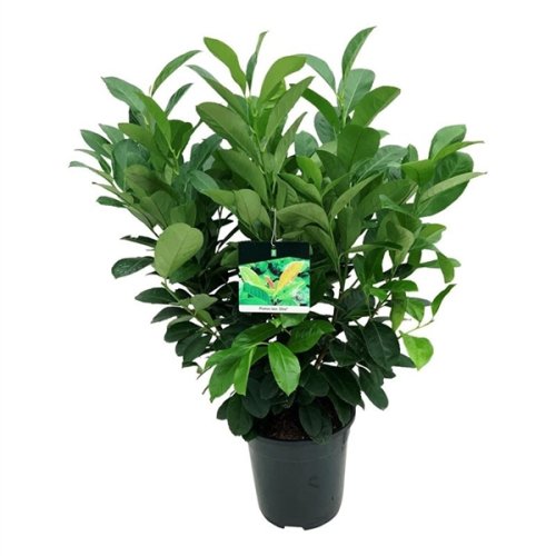 Лавровишня лекарственная Prunus laurocerasus Etna с10 80/100 (И)