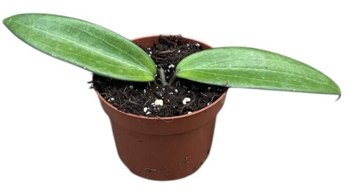 Хойя Синнамомифолия Hoya Cinnamomifolia 2/10,5 (Н)