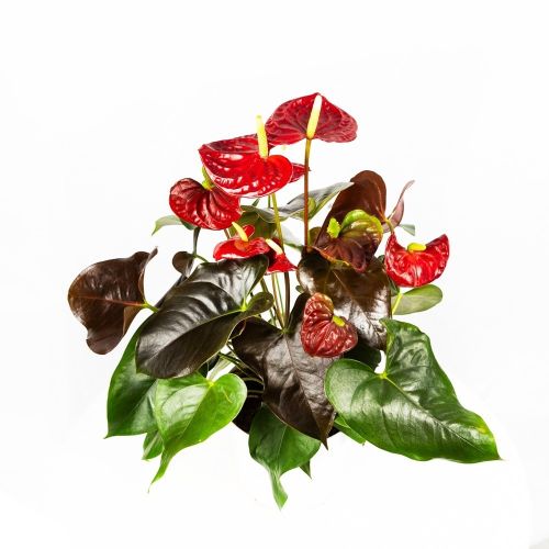 Антуриум Андре Anthurium andraeanum Coral Champion 8+ 60/17 (Н)