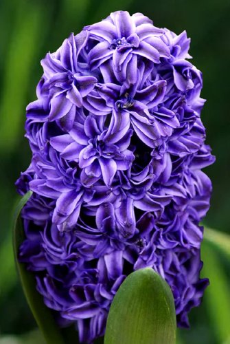 Гиацинт Роял Нави Hyacinthus Royal Navy 14/15 1шт, капер, Колорлайн 