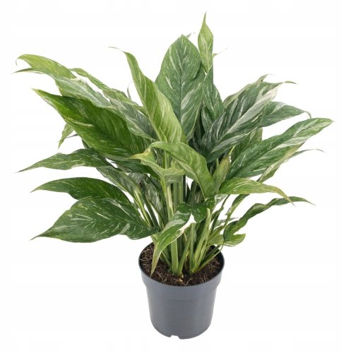 Спатифиллум Даймонд Вариегата Spathiphyllum Diamond Variegata 60/17 (Н)