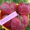 Клубника Мальвина, контейнер