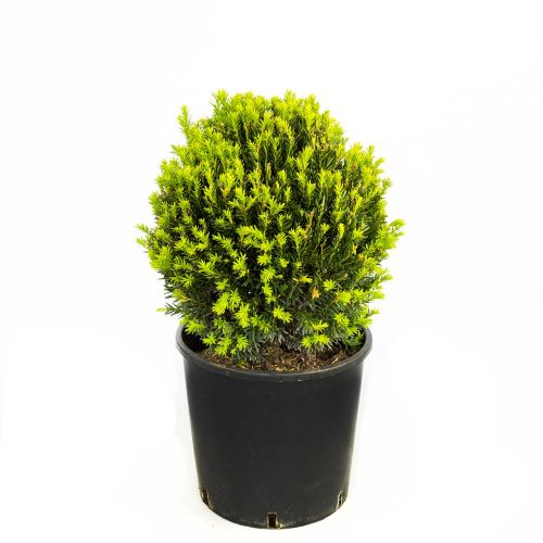 Тис ягодный ШАР с20 d30/35 Taxus baccata PALLA (И)