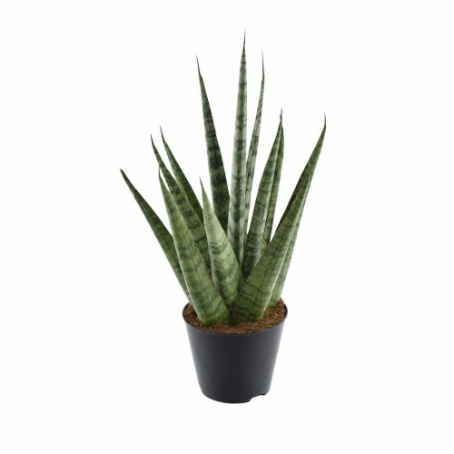 Сансевиерия Сэм Sansevieria Sem 33/8,5 (Н)