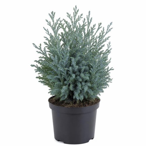 Кипарисовик горохоплодный Блю Мун Chamaecyparis pisifera Blue Moon 25/19 (Н)