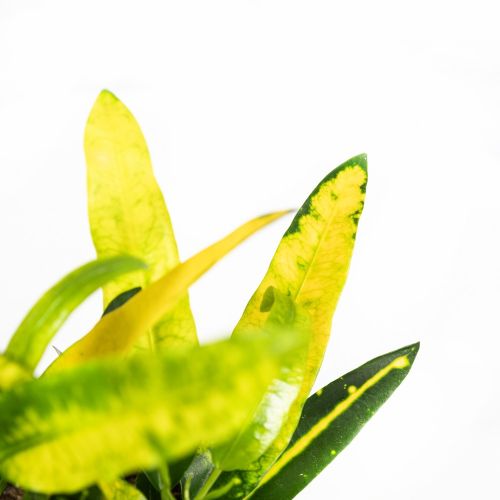 Кодиеум Санни Стар Codiaeum Sunny Star 30/12 (Н)