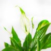 Спатифиллум Шопен Spathiphyllum Chopin 25/6,5