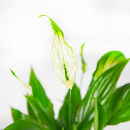 Спатифиллум Шопен Spathiphyllum Chopin 25/6,5