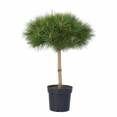 Сосна черная 1/4 ШТАМБ Чаша с35 70/90 Pinus nigra Marie Bregeon 1/4 Fusto (И)