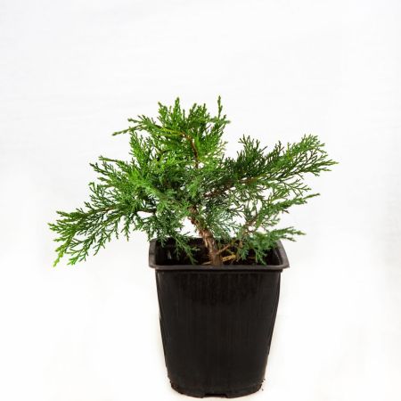 Можжевельник казацкий Рокери Джем Juniperus sabina Rockery Gem 2л (К)