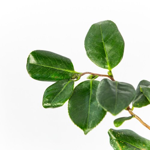 Камелия японская Camellia japonica в ассорт. 75/23 (Н)