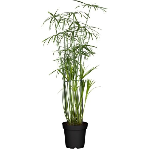 Циперус Папирус Cyperus papyrus