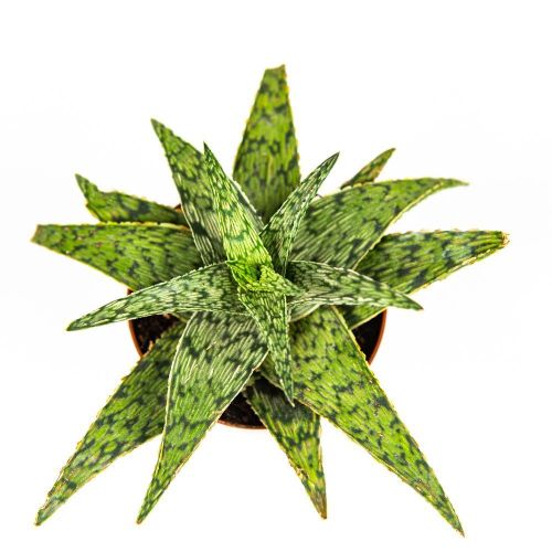 Алоэ микс Aloe mix 12/8,5