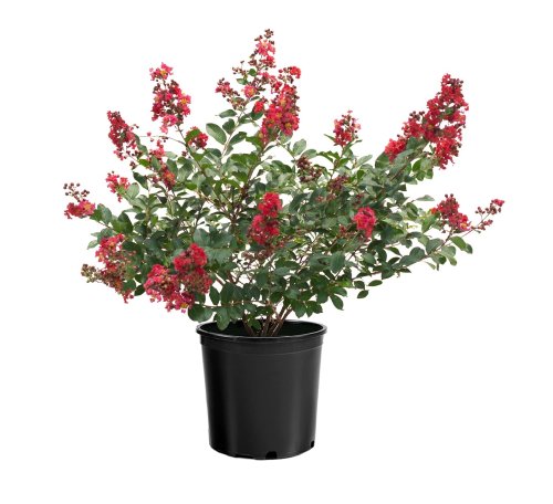 Лагерстремия индийская Durant Red с10 Lagerstroemia indica