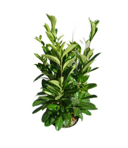 Лавровишня лекарственная Prunus laurocerasus Bonaparte с10 