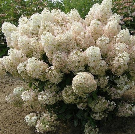 Гортензия метельчатая Бобо Hydrangea paniculata Bobo 2л/3л (Н)