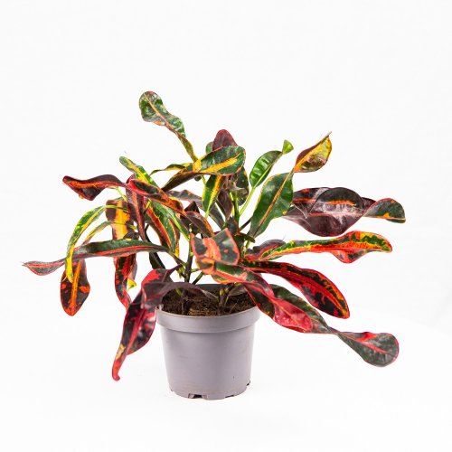 Кодиуем Мамми 3 ствола Codiaeum mammi 3 рр 30/12 (Н)
