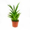 Сансевиерия микс Sansevieria mix 30/9