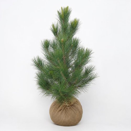 Сосна черная Pinus nigra крымская ком (мешковина) 80/100