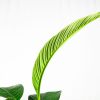 Спатифиллум Сенсация Spathiphyllum Sensation 135/24 (Н)